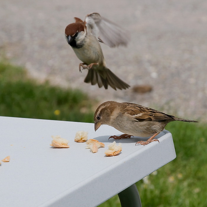toskana D35_7630 als Smart-Objekt-1 Kopie.jpg - Auf dem Campingplatz waren die Vögel so zahm das sie bis an den Frühstückstisch kamen und sich füttern ließen